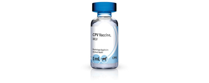 Boehringer Ingelheim Solo-Jec Kennel Cough Vaccine