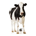 Cow Cardboard Cutout - 1.6m
