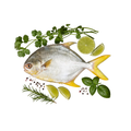 Golden Pompano WR 400/500 10kg, average 22 fish