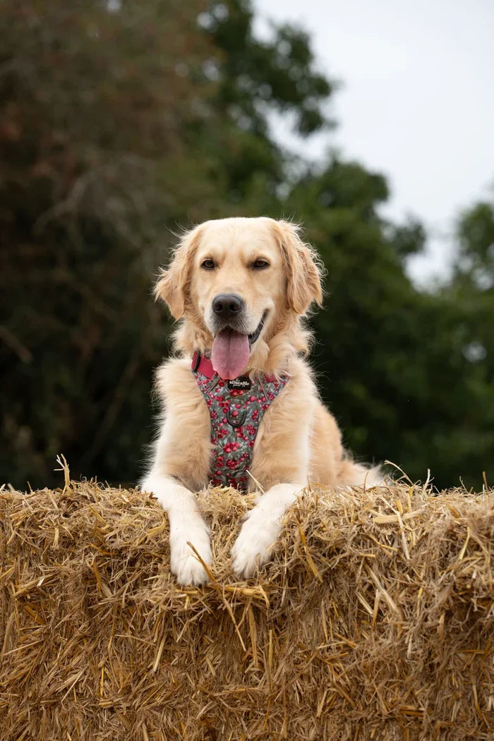 The Adorable Pooch Company- Hike & Go™ Harness - Crab Apple Cottage