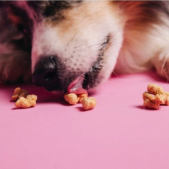 Vegdog Pops Dog Treats